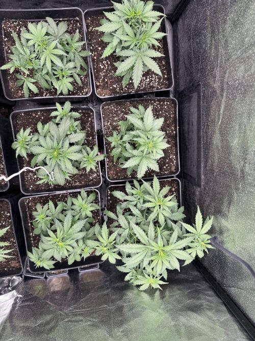 Auto somango. Week 5
