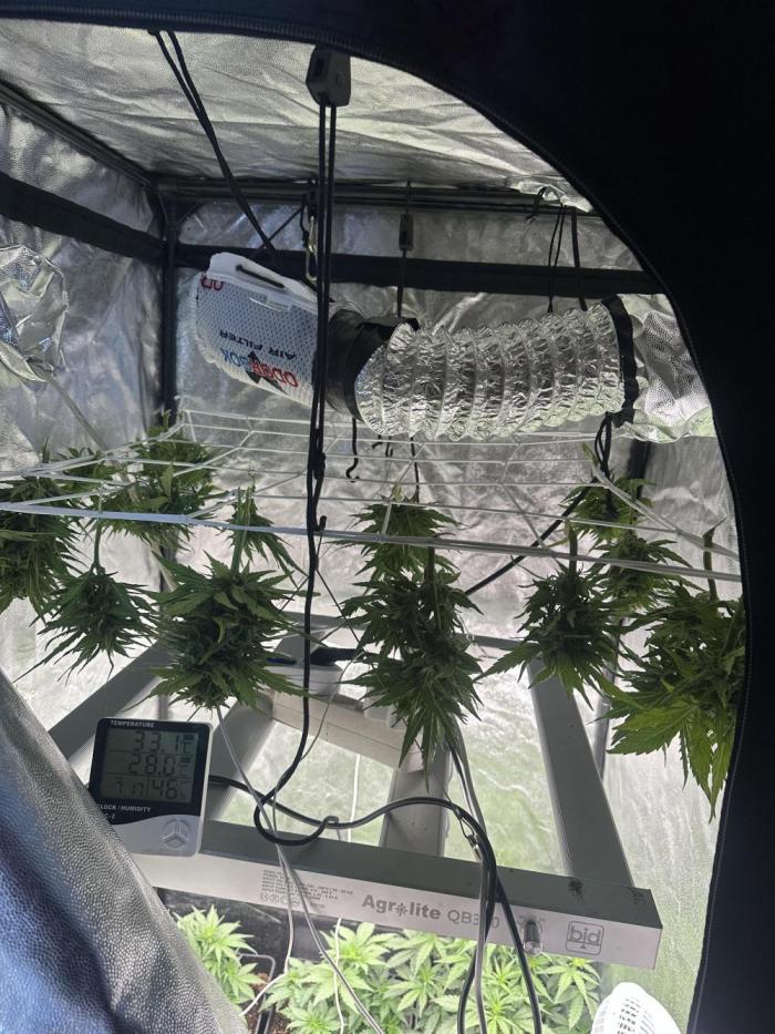 Gelatto XXL auto. Week 10