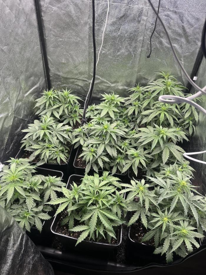 Auto somango. Week 7