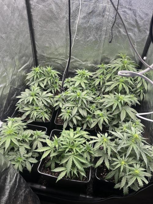 Auto somango . Week 7