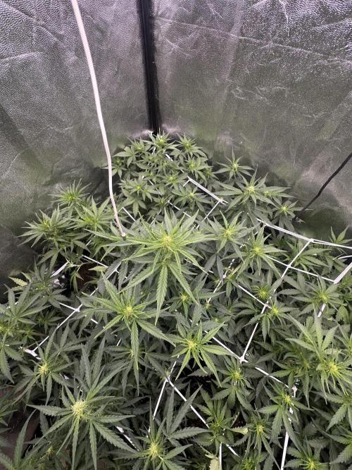 Auto somango. Week 8
