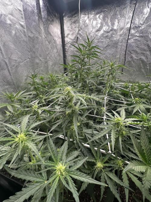 Auto somango. Week 8