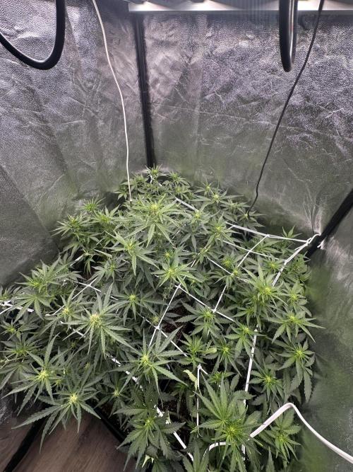 Auto somango. Week 8