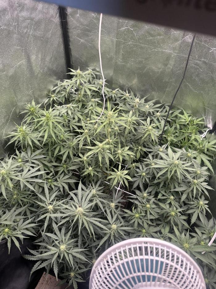 Auto somango. Week 9