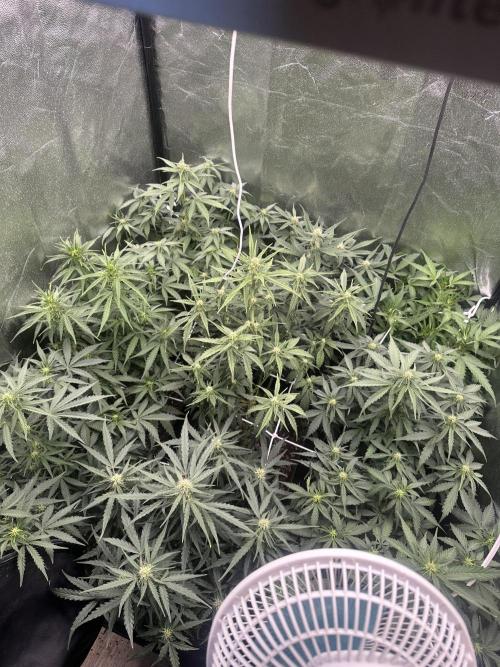 Auto somango . Week 9