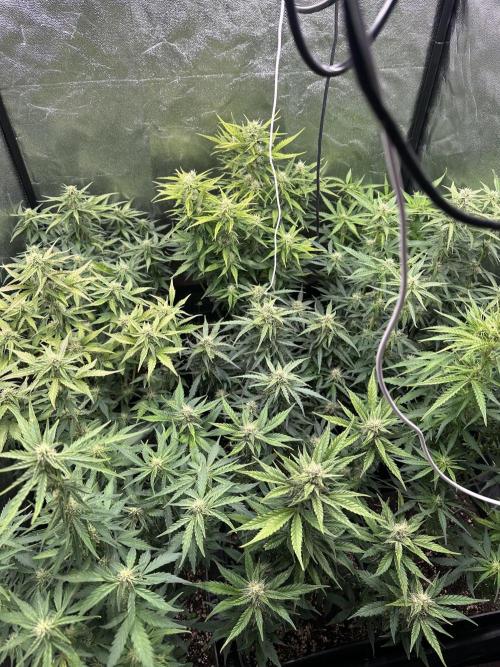 Auto somango. Week 10