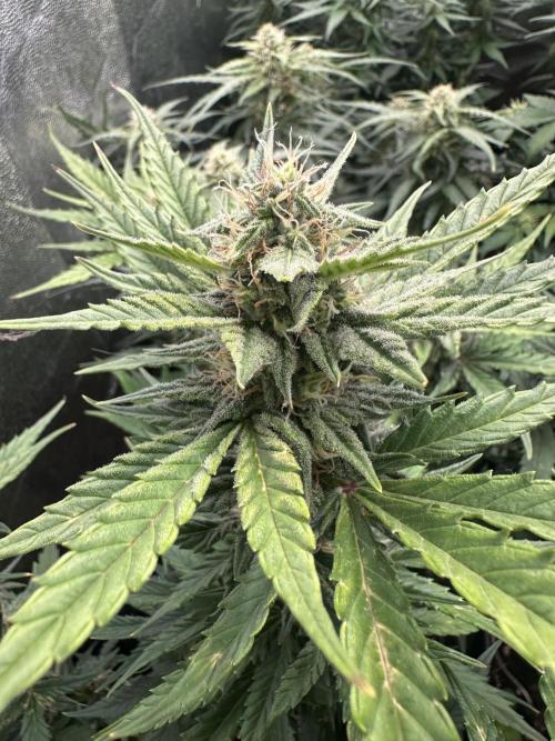 Auto somango. Week 10