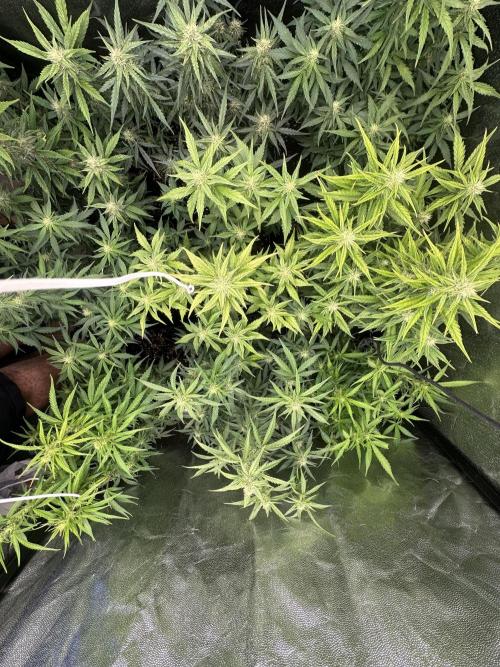 Auto somango. Week 10