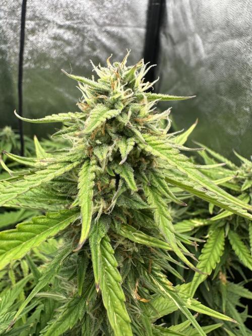 Auto somango. Week 11