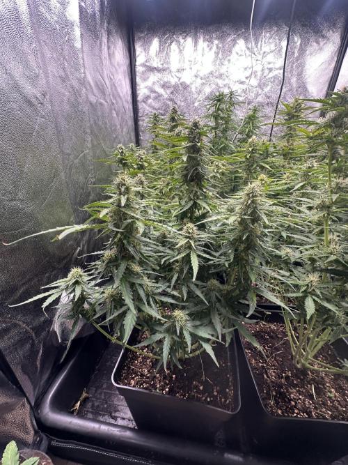 Auto somango. Week 11