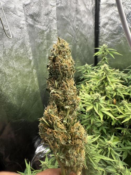 Auto somango. Week 11