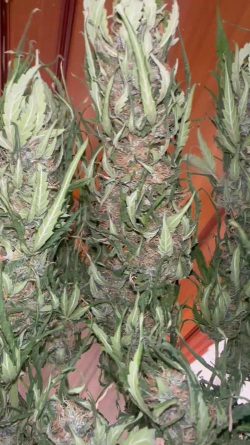 Auto somango