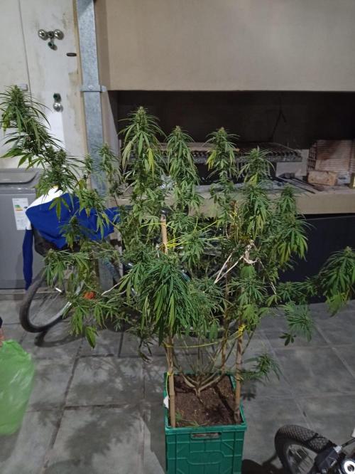 First diary! 2 autos + 1 photo RQS.. Week 0 - First run ever. Argentinian outdoors.