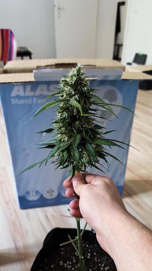 First diary! 2 autos + 1 photo RQS.. Week 0 - Thick bud of the second indoor run.