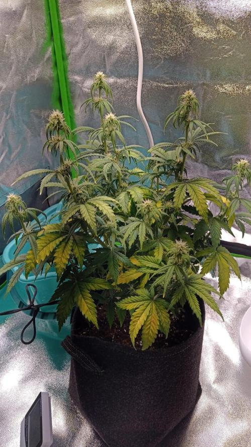 First diary! 2 autos + 1 photo RQS.. Week 0 - First indoor run.