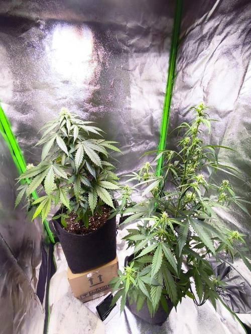 First diary! 2 autos + 1 photo RQS.. Week 0 - Second indoor run.