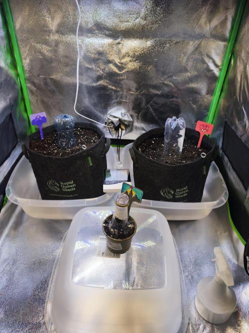 First diary! 2 autos + 1 photo RQS.. Week 1 - Tent disposition