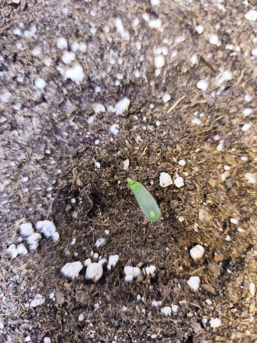 First diary! 2 autos + 1 photo RQS.. Week 1 - Pink runtz with maldeformation