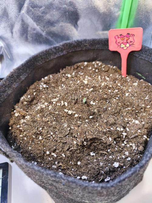 First diary! 2 autos + 1 photo RQS.. Week 1