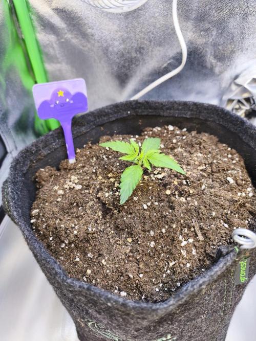 First diary! 2 autos + 1 photo RQS.. Week 1 - Purple queen