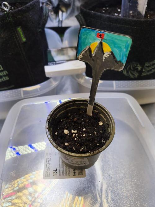 First diary! 2 autos + 1 photo RQS.. Week 1 - Special haze #1