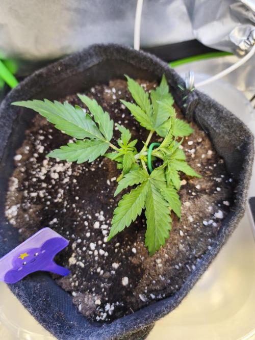 First diary! Purple Queen Auto - RQS.. Week 3 - First LST on week 2