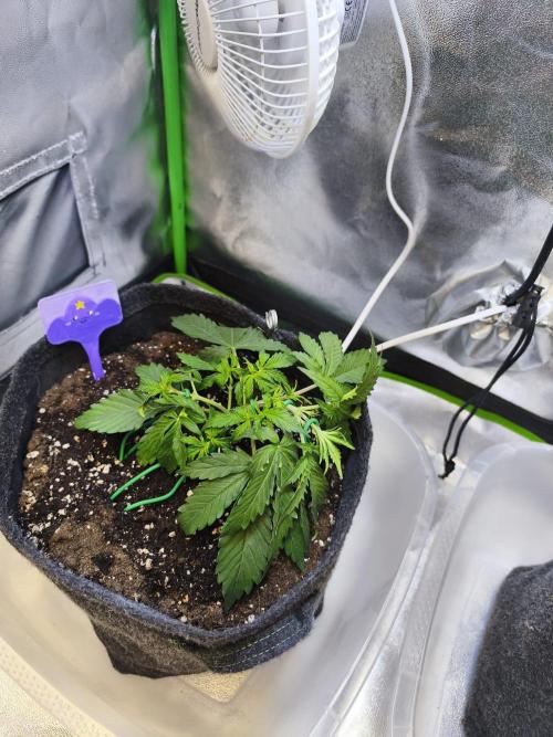 First diary! Purple Queen Auto - RQS.. Week 3 - Second LST on week 3