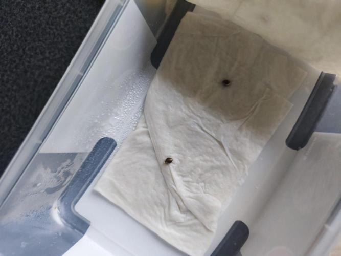 First diary! Purple Queen Auto - RQS.. Week 3 - 2 Special Kush #1