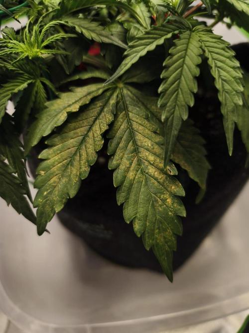 First diary! Purple Queen Auto - RQS.. Week 4 - 09.02