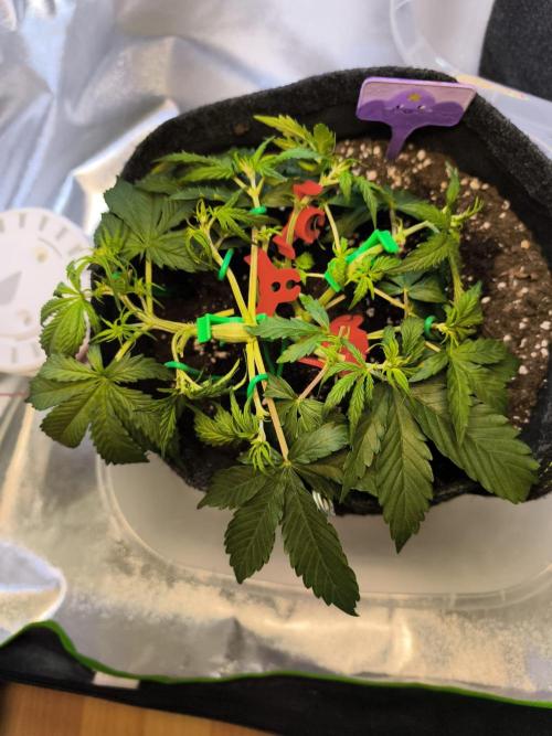 First diary! Purple Queen Auto - RQS.. Week 4 - 03.02