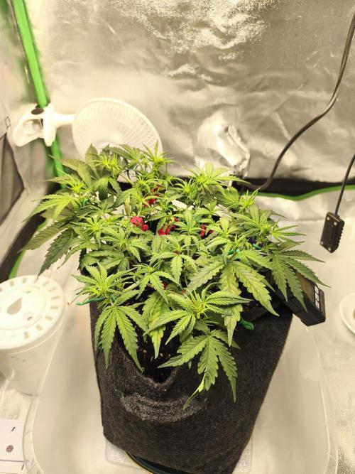 First diary! Purple Queen Auto - RQS.. Week 5 - 11.02