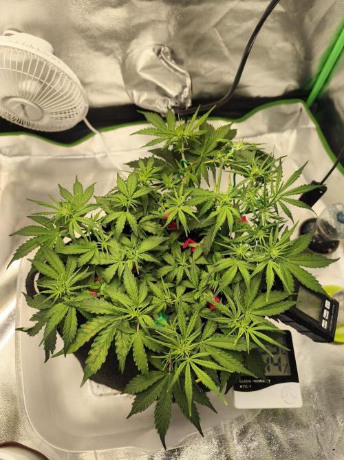 First diary! Purple Queen Auto - RQS.. Week 5 - 12.02