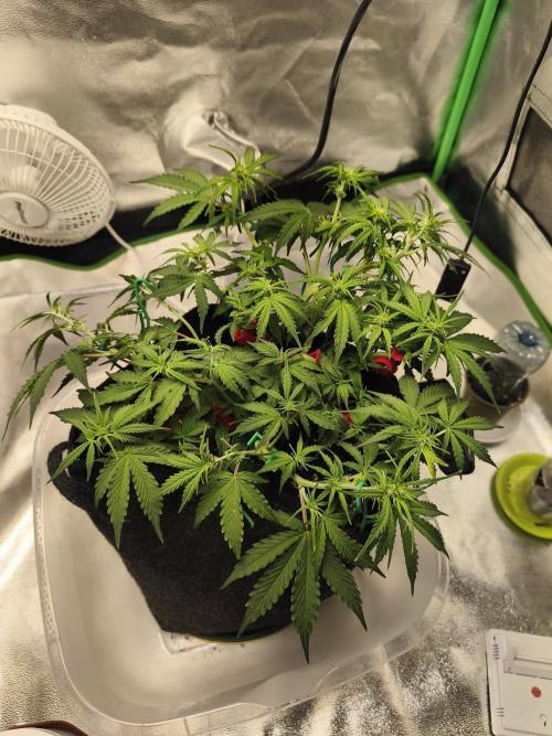 First diary! Purple Queen Auto - RQS.. Week 5 - 13.02