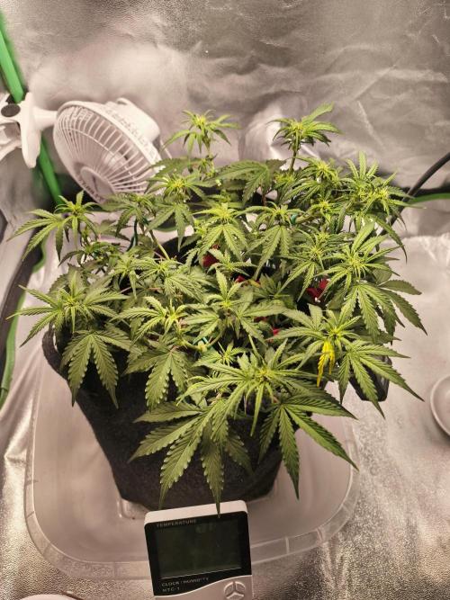First diary! Purple Queen Auto - RQS.. Week 5 - 14.02