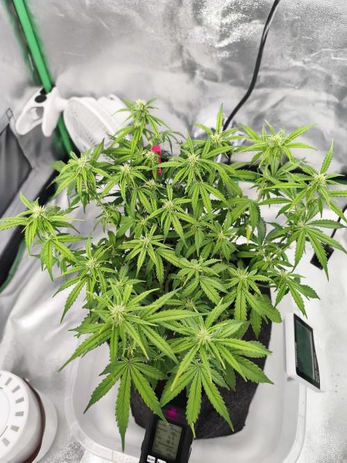 First diary! Purple Queen Auto - RQS.. Week 6 - 20.02