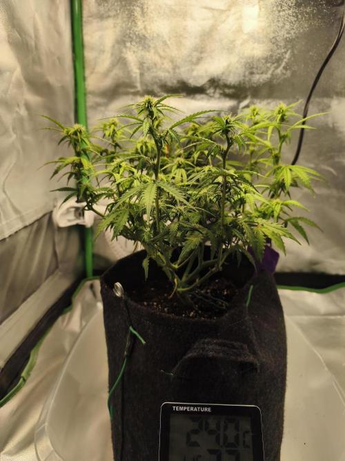 First diary! Purple Queen Auto - RQS.. Week 6 - 20.02