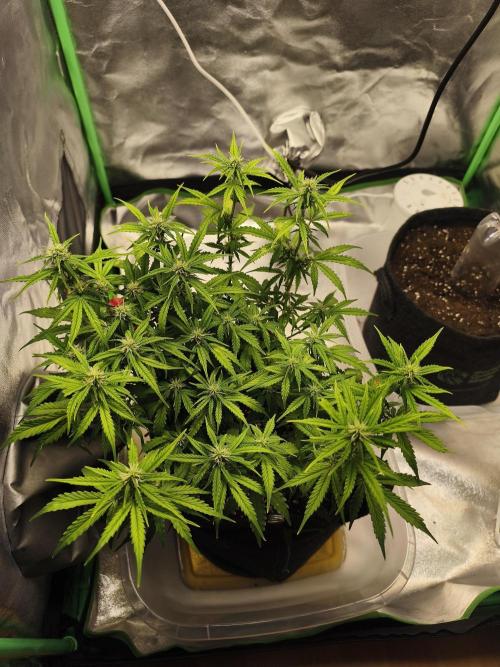 First diary! Purple Queen Auto - RQS.. Week 6 - 22.02