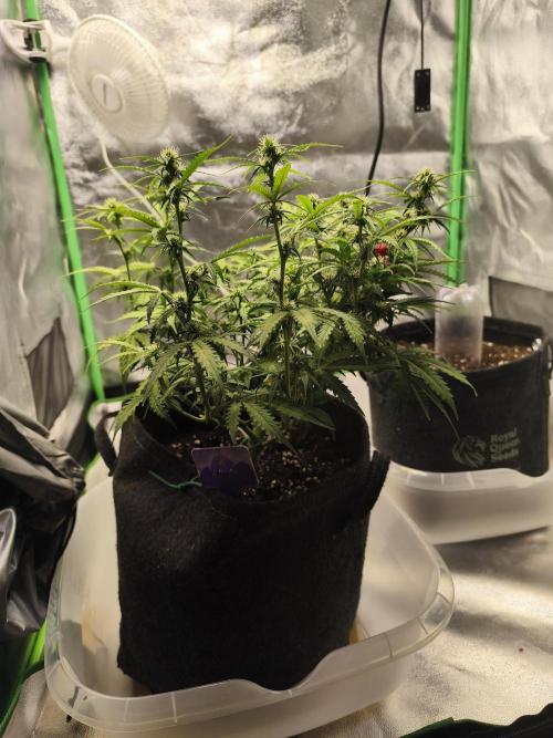 First diary! Purple Queen Auto - RQS.. Week 6 - 22.02