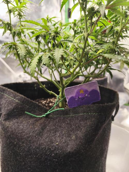 First diary! Purple Queen Auto - RQS.. Week 6 - 22.02