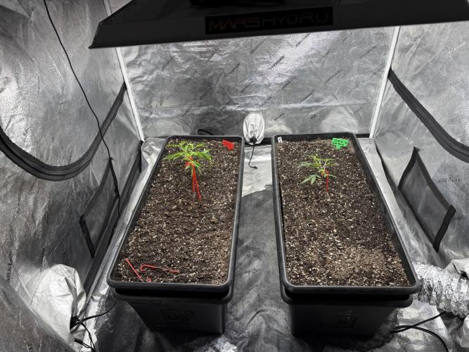 GG4 Josey Wales & GMO Root Beer. Week 0 - Planning to train the main down the length of the Earthbox. 