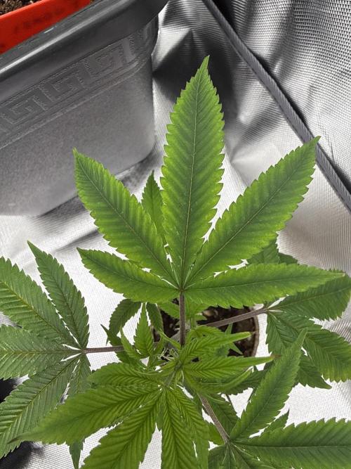 GG4 Josey Wales & GMO Root Beer. Week 0 - Clone looks root bound so it’s time to plant