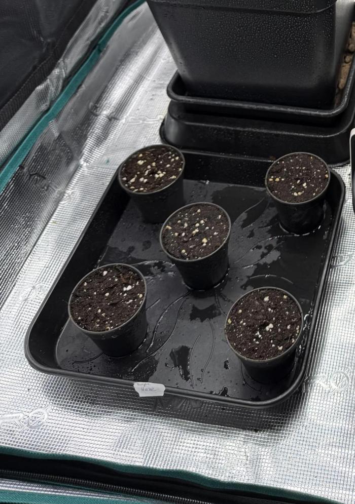 Purple Haze. Week 0 - Die ersten Keimlinge kommen raus.