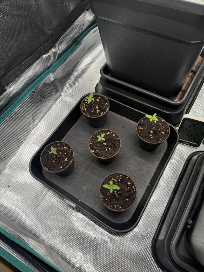 Purple Haze. Week 1 - Gekeimt 