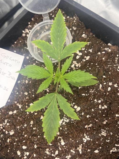 Gelato Auto. Week 2