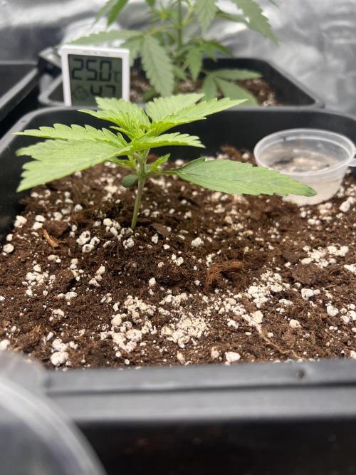 Gelato Auto. Week 3