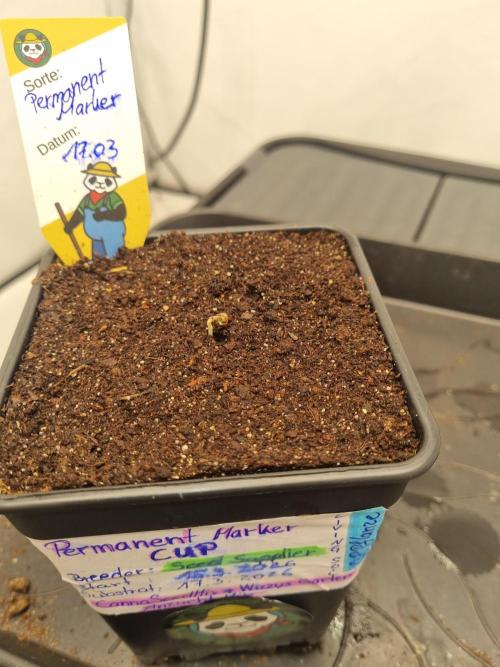 FÜNF FINGER Grow Cup. Week 0 - Donnerstag 
19.03.2026
Tag 4 und das Köpfchen schaut schon raus 😉 