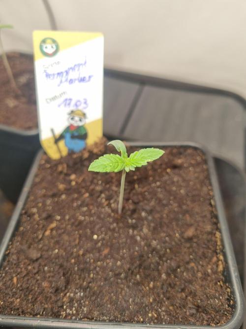 FÜNF FINGER Grow Cup. Week 0 - Sonntag,22.03.2026
Etwas gespargelt aber gut, passiert 