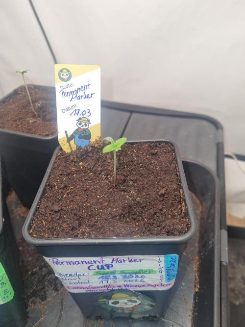 FÜNF FINGER Grow Cup. Week 0 - Sonntag. 22.03.2026
Tag 7 vom cup
Pflanze ist nun 3 Tage jung.. 