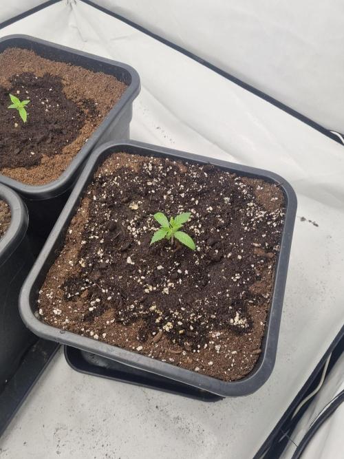 FÜNF FINGER Grow Cup. Week 1