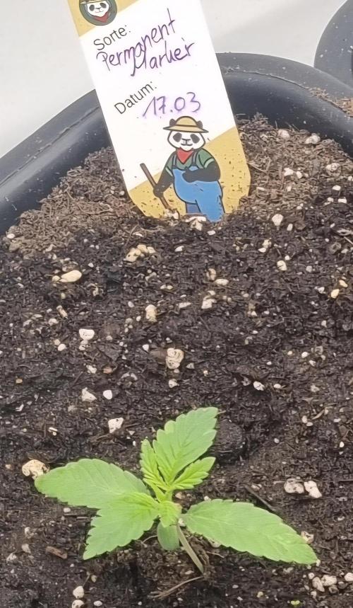 FÜNF FINGER Grow Cup. Week 1